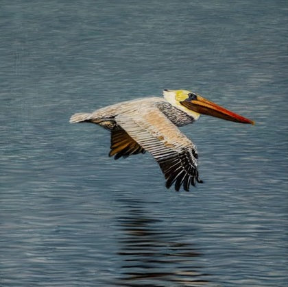 Pelican Flying 20