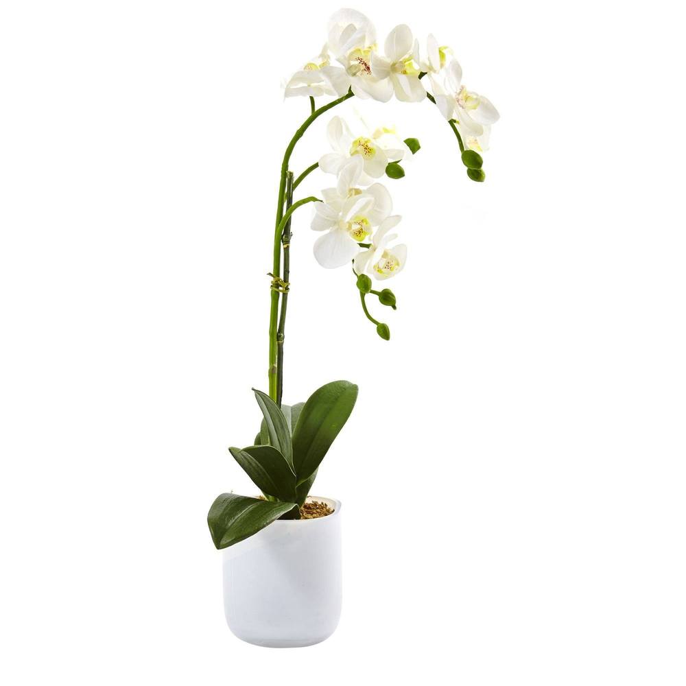 White Phalaenopsis Orchid in Frosted Glass Planter